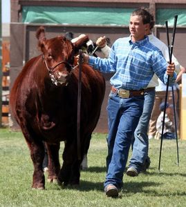 Born & Bred Steer