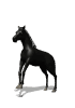 WildHorse Realty