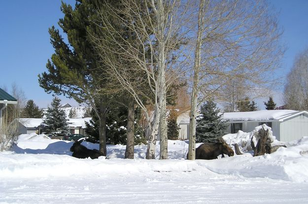 Moose alert. Photo by Pinedale Online.
