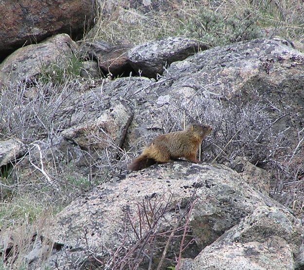 Rockchuck Marmot. Photo by Pinedale Online.