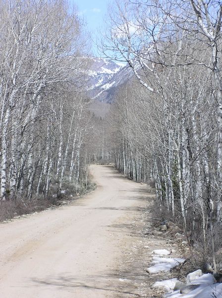 Aspens along the road. Photo by Pinedale Online.