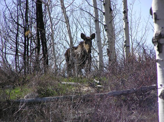 New Fork Moose. Photo by Pinedale Online.