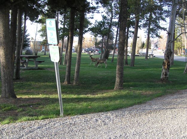 Town Park Deer. Photo by Pinedale Online.