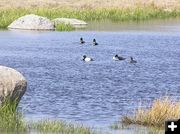Many birds use the ponds. Photo by Pinedale Online.