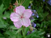 Geranium. Photo by Pinedale Online.