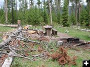 Downed trees. Photo by Pinedale Online.