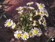 Plains Daisy. Photo by Pinedale Online.