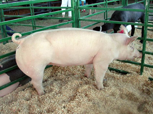 Champion Pig. Photo by Pinedale Online.
