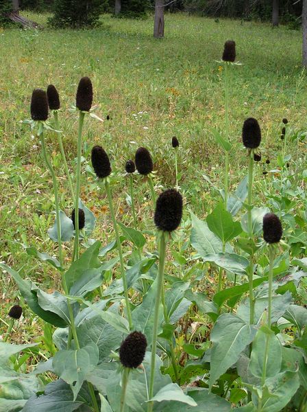 Coneflower seedheads. Photo by Pinedale Online.
