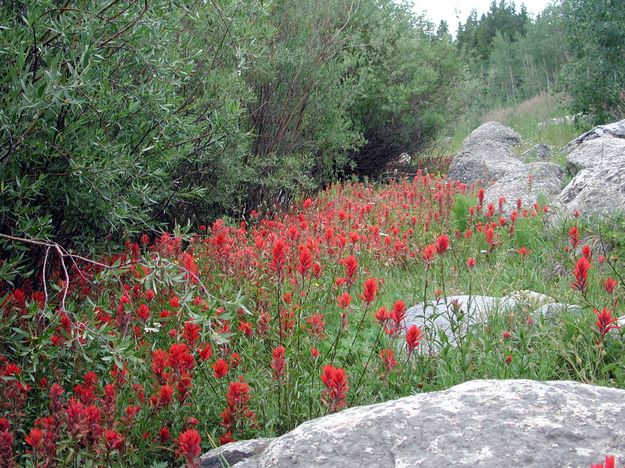 Indian Paintbrush. Photo by Pinedale Online.