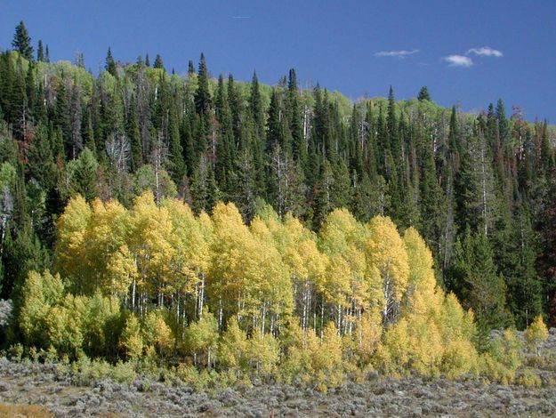 Colorful Aspen. Photo by Pinedale Online.