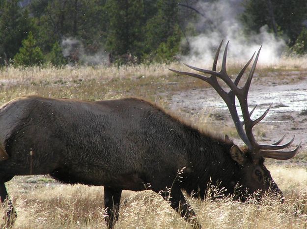 Bull Elk. Photo by Pinedale Online.