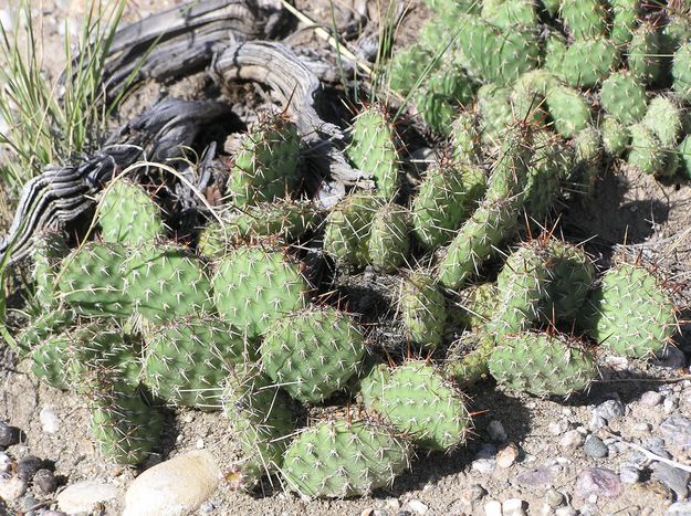 Cactus. Photo by Pinedale Online.