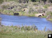 Cattle along the New Fork. Photo by Pinedale Online.