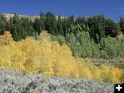 Yellow Aspen. Photo by Pinedale Online.
