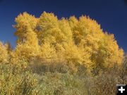 Yellow Aspen, Blue Sky. Photo by Pinedale Online.