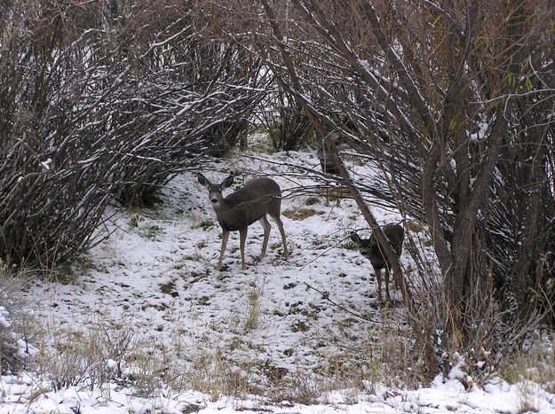 Deer in the bush. Photo by Pinedale Online.