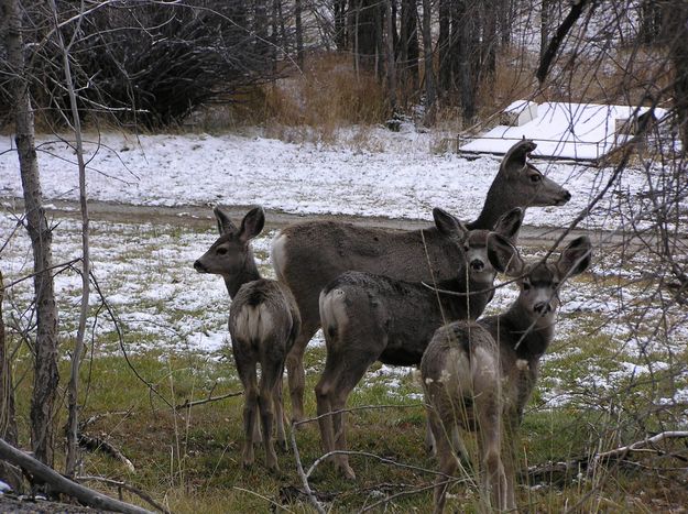 More deer. Photo by Pinedale Online.