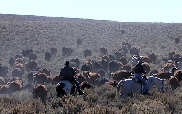 Sommers/Price Cattle Drive. Photo by Pinedale Online.