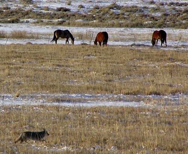 Coyote and horses. Photo by Pinedale Online.