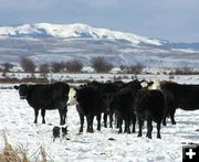 Daniel Cattle Herd. Photo by Dawn Ballou.