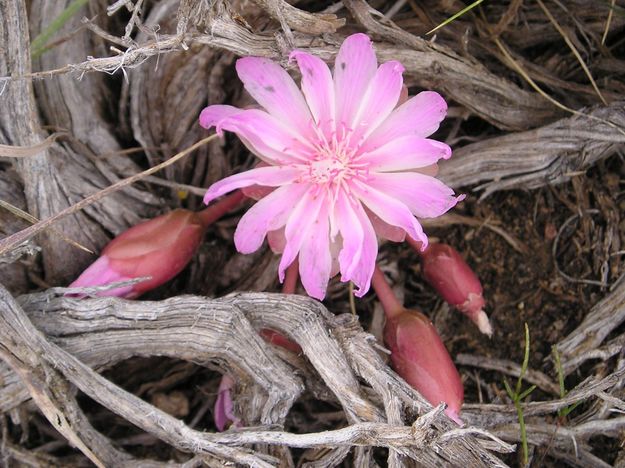 Bitterroot. Photo by Sue Sommers, Pinedale Online.