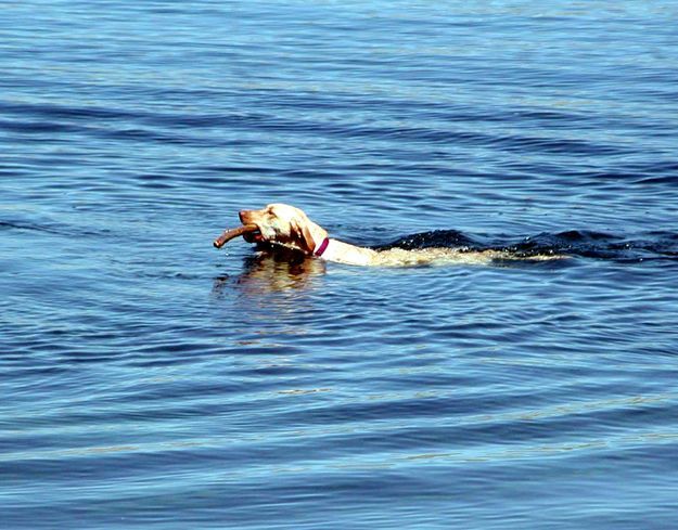 Dogs and Fremont Lake. Photo by Pinedale Online.