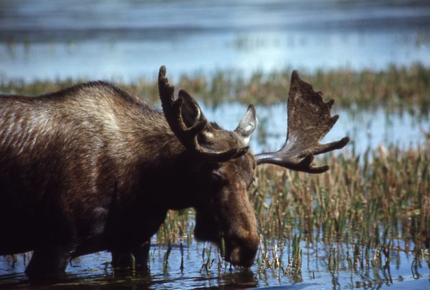 Moose. Photo by NPS.