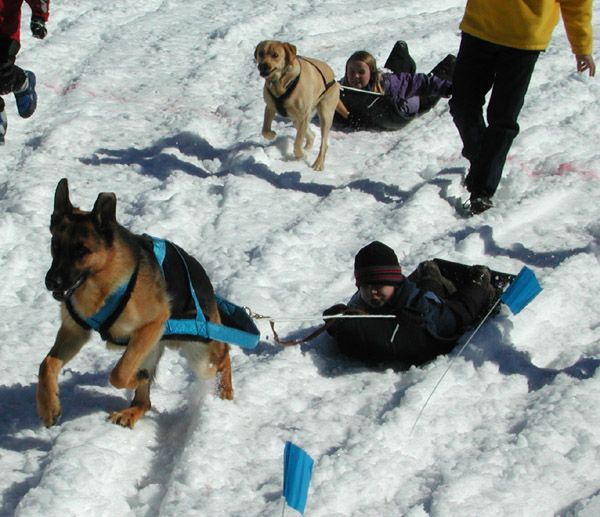 Dog Sled Race. Photo by Pinedale Online.