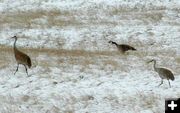 Cranes and Geese. Photo by Pinedale Online.