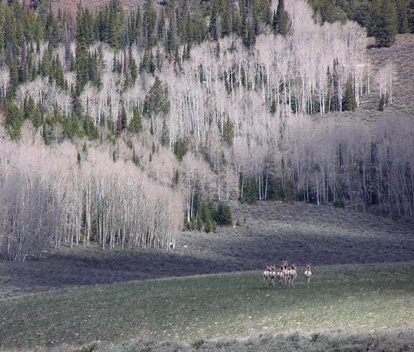 Bare Aspens. Photo by Pinedale Online.