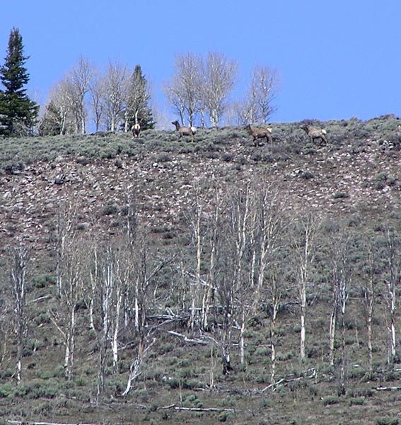 More elk. Photo by Pinedale Online.