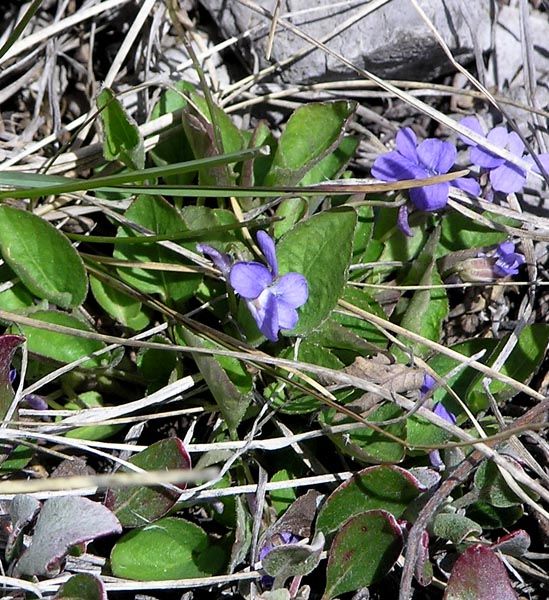 Violets. Photo by Pinedale Online.