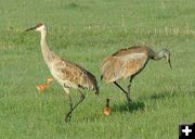 Sandhill Cranes. Photo by Green River Outfitters.