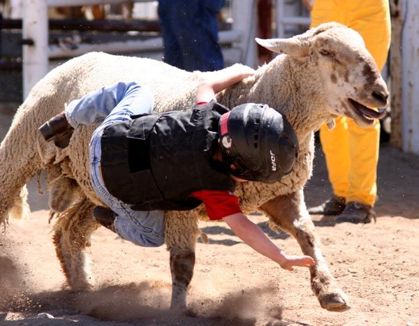 Sheep Riding. Photo by Pinedale Online.
