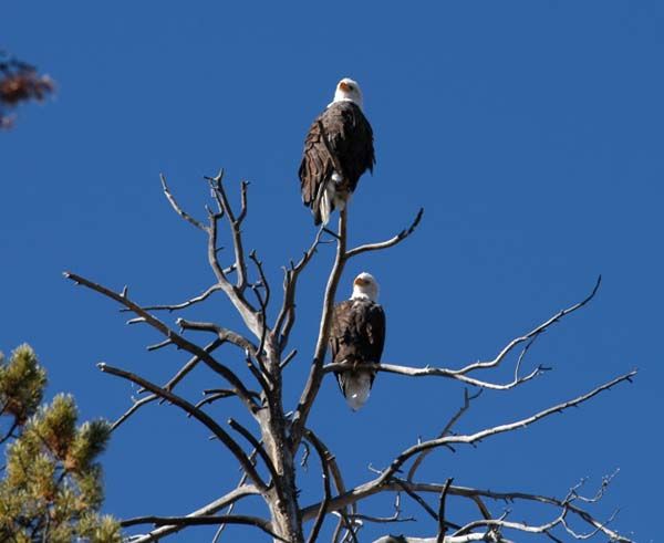 Bald Eagles. Photo by Arnold Brokling.