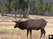 Bull Elk. Photo by Pinedale Online.