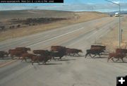Wildlife on Road. Photo by Wyoming Department of Transportation.