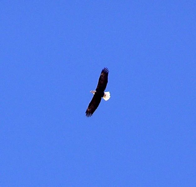 Bald Eagle Soaring. Photo by Dawn Ballou, Pinedale Online.
