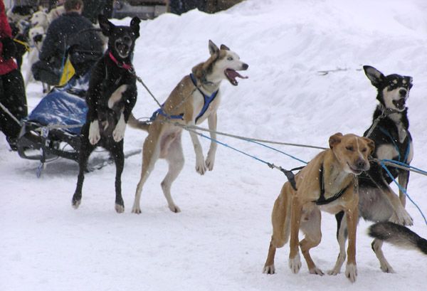 Dogs ready to race. Photo by Dawn Ballou, Pinedale Online.