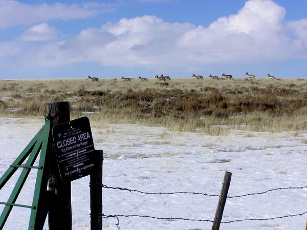 Mesa Antelope. Photo by Dawn Ballou, Pinedale Online.