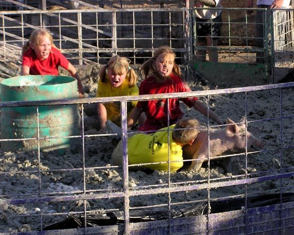 Pig Wrestling. Photo by Pinedale Online.