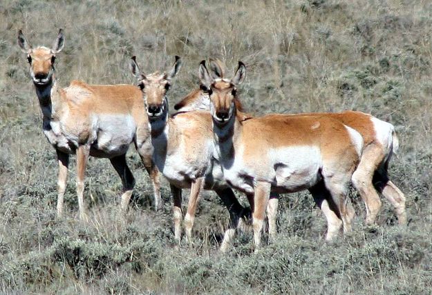 Pregnant Pronghorn. Photo by Pinedale Online.