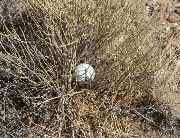 Golf Ball in the middle of nowhere. Photo by Clint Gilchrist, Pinedale Online.
