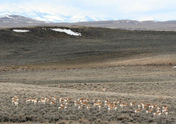 Pronghorn group. Photo by Clint Gilchrist, Pinedale Online.