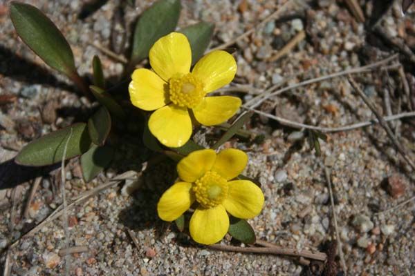 Yellow Buttercup. Photo by Clint Gilchrist, Pinedale Online.