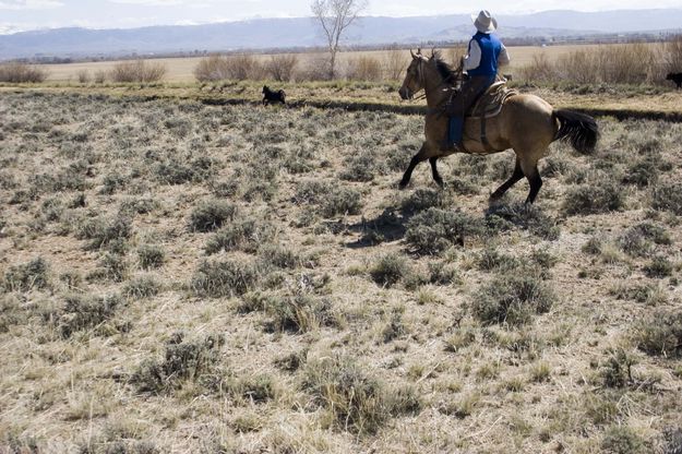 Randy Bolgiano and his horse Punk chase a loose calf. Photo by Tara Bolgiano.