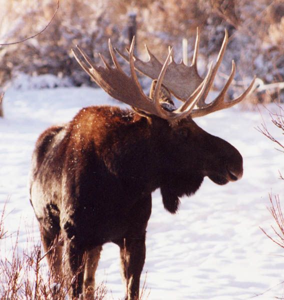 Bulll Moose. Photo by Bald Mountain Outfitters.