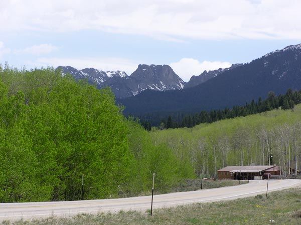 Aspen are leafing out. Photo by Pinedale Online.