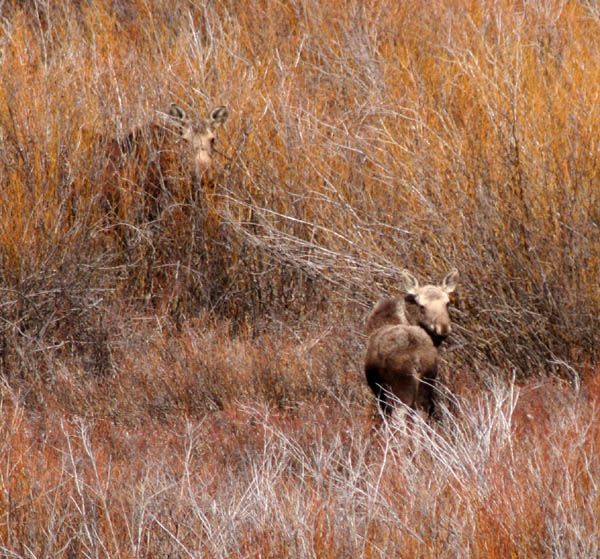Hidden Moose. Photo by Clint Gilchrist, Pinedale Online.